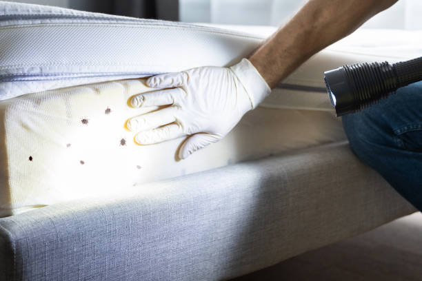 Best Exterminator Services  in Westvale, NY